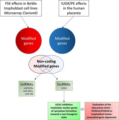 Urothelial Cancer Associated 1 (UCA1) and miR-193 Are Two Non-coding RNAs Involved in Trophoblast Fusion and Placental Diseases